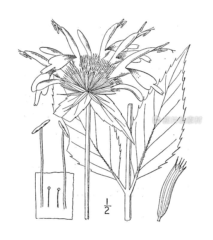 古植物学植物插图:Monarda didyma, Oswego茶，美国蜂油